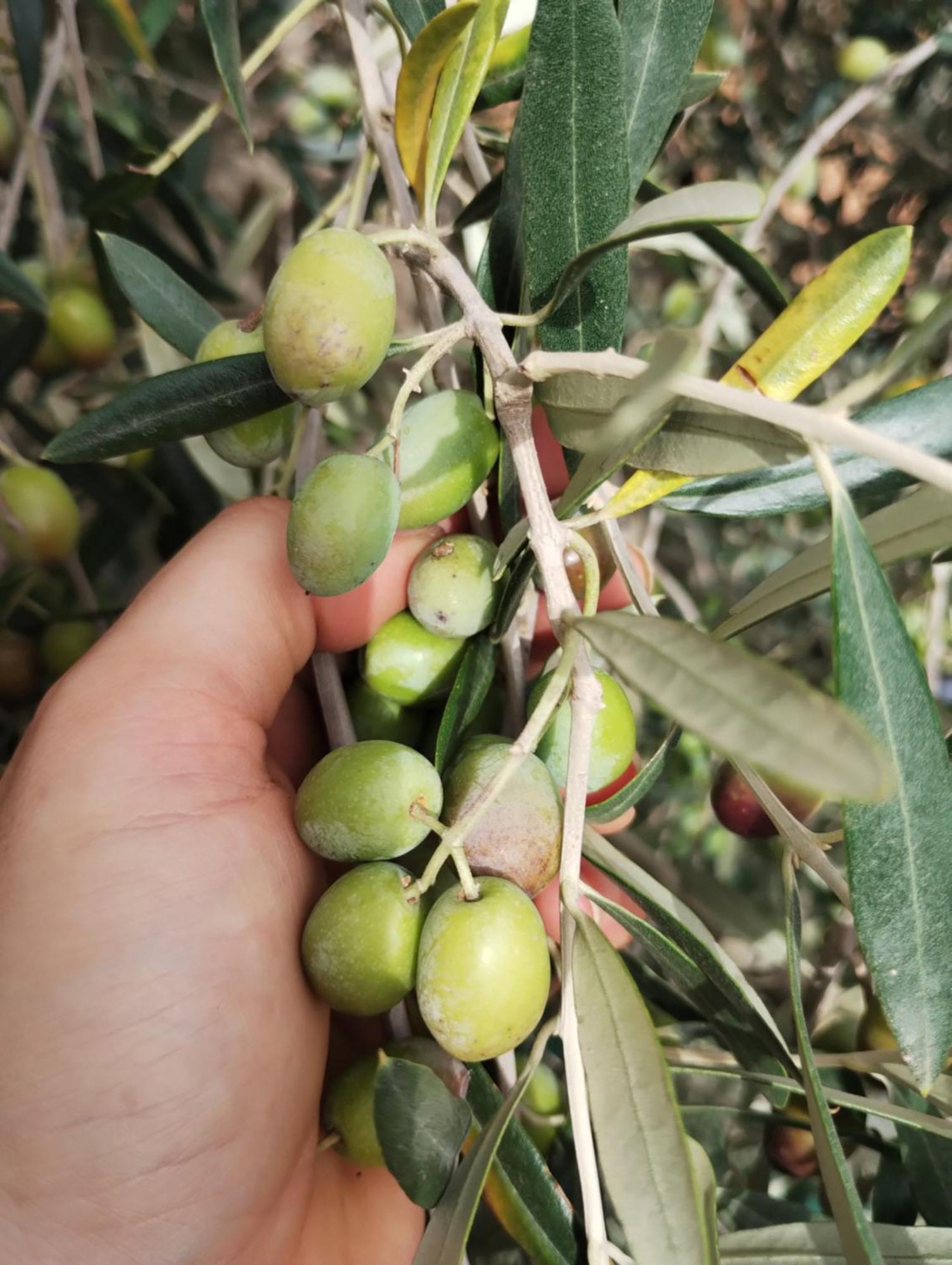 Il Punto Verde SantʼAntonio Dış mekan fotoğraf